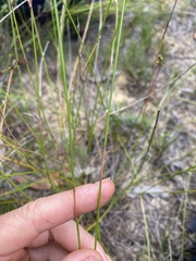 Tricostularia pauciflora