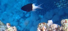 Pycnochromis dimidiatus