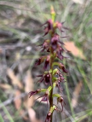 Genoplesium filiforme