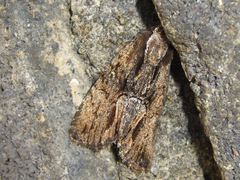Dipterygina cupreotincta