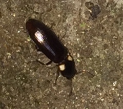 Phanophorus perspicax