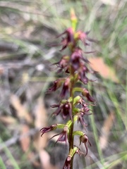 Genoplesium filiforme