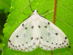 Naxa seriaria