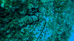 Panulirus ornatus