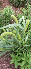 Setaria italica