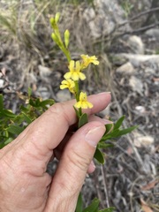 Goodenia racemosa