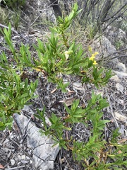 Goodenia racemosa