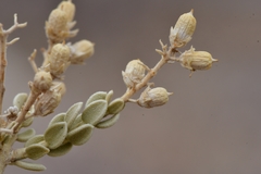 Mortonia sempervirens