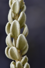 Mortonia sempervirens