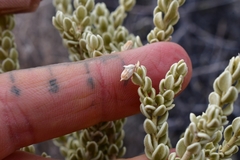 Mortonia sempervirens