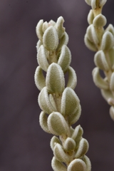 Mortonia sempervirens