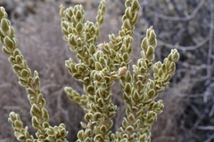 Mortonia sempervirens