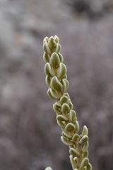 Mortonia sempervirens