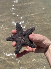 Asteropsis carinifera