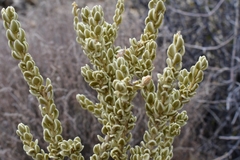 Mortonia sempervirens