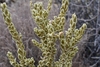 Mortonia sempervirens - Photo (c) Joey Santore, some rights reserved (CC BY-NC), uploaded by Joey Santore