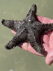 Asteropsis carinifera