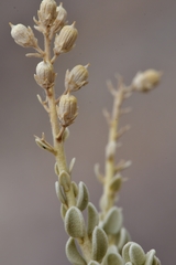 Mortonia sempervirens