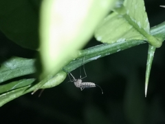 Armigeres subalbatus