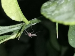 Armigeres subalbatus