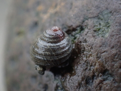 Littorina sitkana
