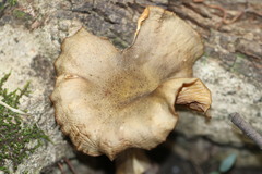 Armillaria fumosa