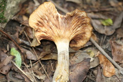 Armillaria fumosa