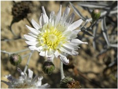 Malacothrix saxatilis arachnoidea