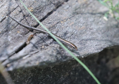 Cryptoblepharus pulcher