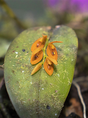 Acianthera polystachya