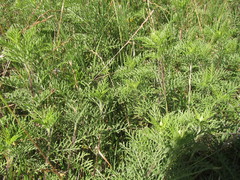 Ambrosia tenuifolia