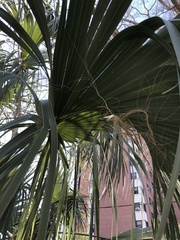 Sabal palmetto