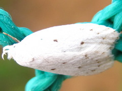 Scythropiodes approximans