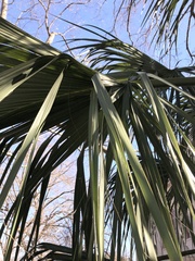 Sabal palmetto