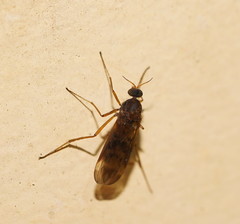 Sylvicola neozelandicus