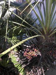 Chamaerops humilis