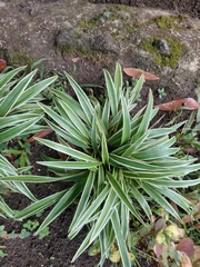 Chlorophytum laxum