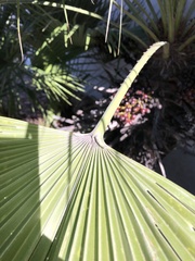 Chamaerops humilis