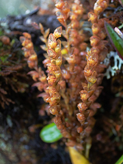 Stelis cassidis