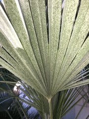 Chamaerops humilis