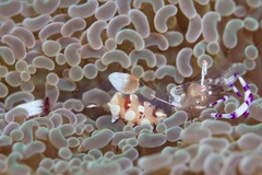 Ancylomenes speciosus