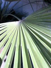 Chamaerops humilis