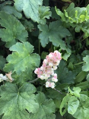 Heuchera pilosissima