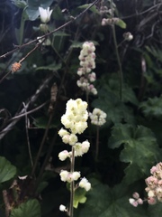 Heuchera pilosissima