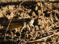 Dichroplus pratensis