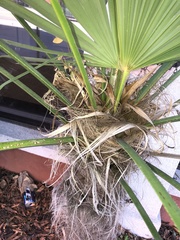 Chamaerops humilis