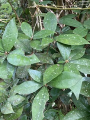 Daphnopsis philippiana