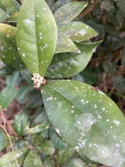 Daphnopsis philippiana