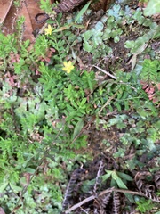 Hypericum diosmoides