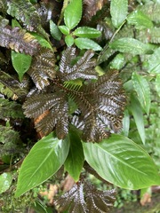 Selaginella uncinata